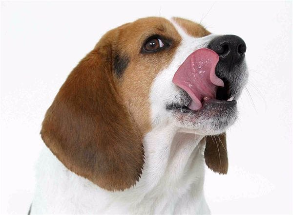 Quelles friandises choisir pour votre chien ?