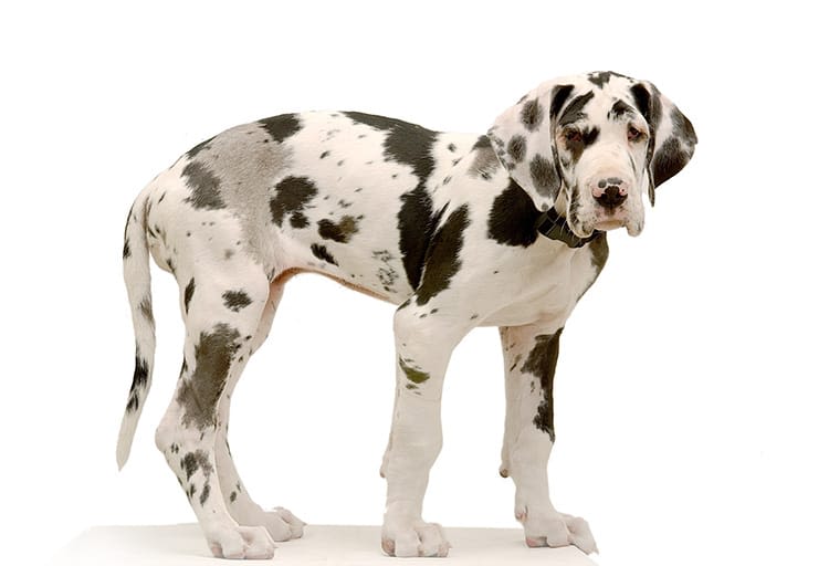 Un gros chien en ville, est-ce possible ?