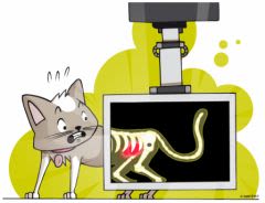 Insuffisance rénale du chat : pas de distinction d&rsquo;âge