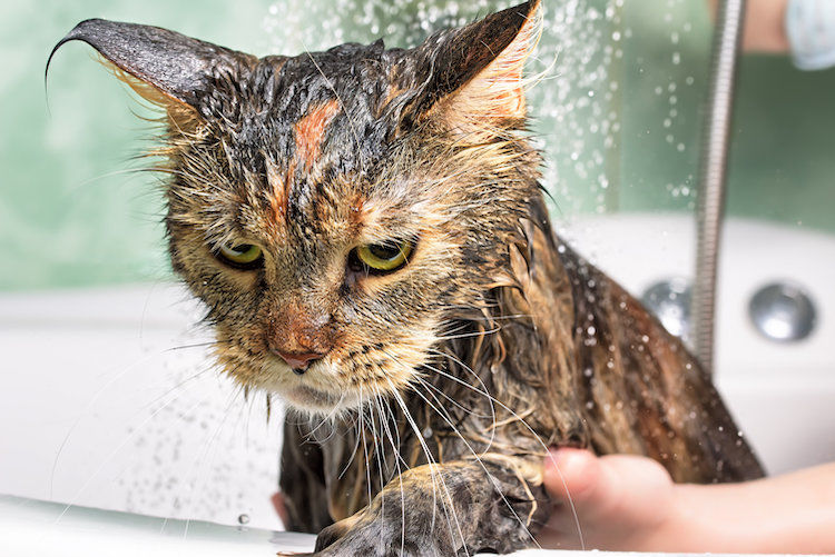 Peut-on laver son chat et comment lui donner un bain ?