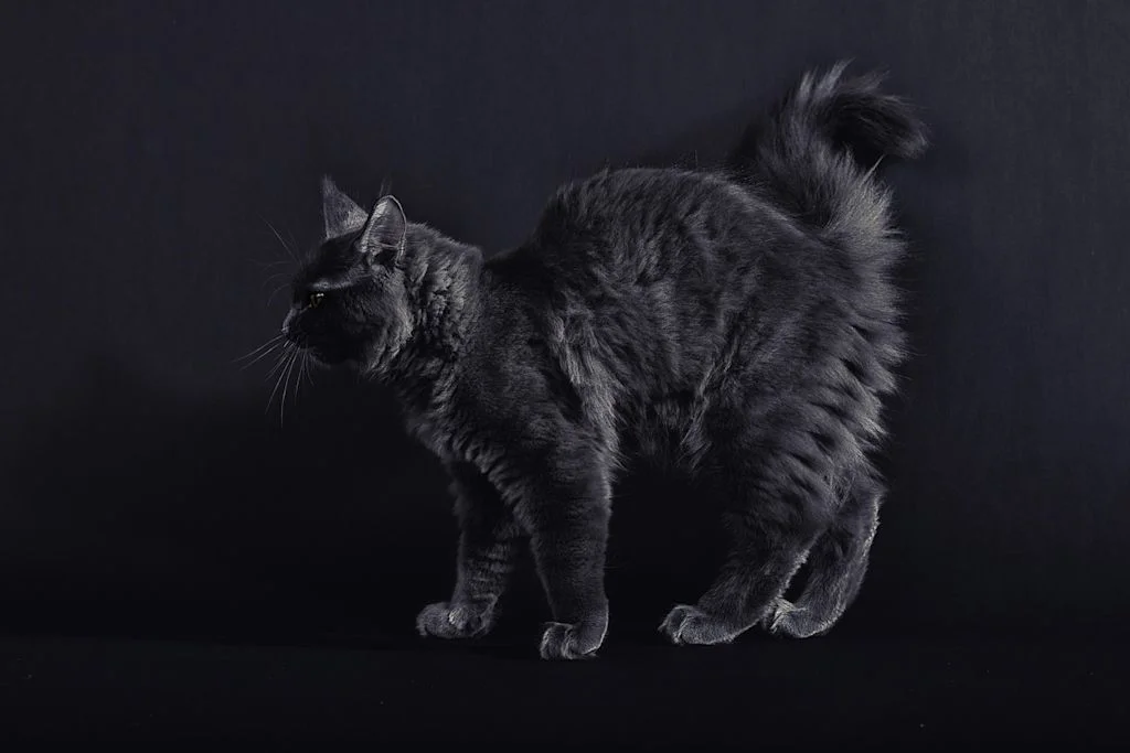 maine coon noir poils longs
