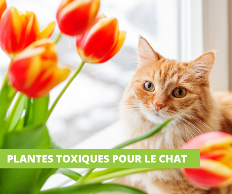 Des plantes d’appartements toxiques pour le chat