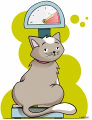 Obésité : un mal à l’origine de troubles chez le chat