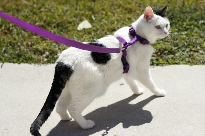 Comment mettre correctement un harnais à son chat ?