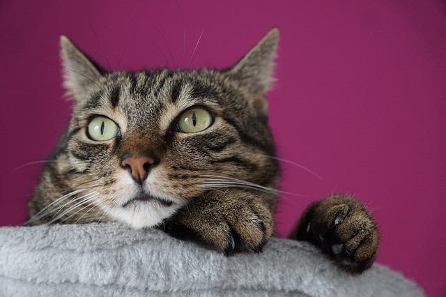Les bons réflexes pour éduquer son chat : questions réponses