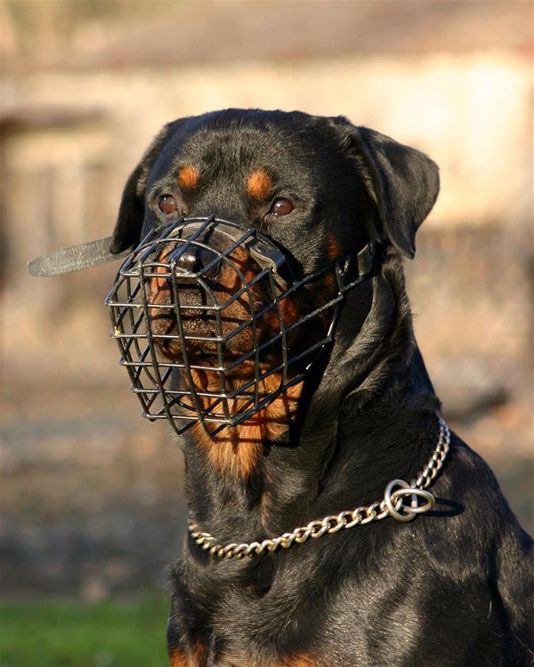 Permis chiens dangereux: 1er janvier 2010 le dernier délai