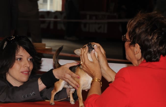 Pourquoi faire confirmer son chien ?