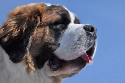 Le chevauchement chez le chien