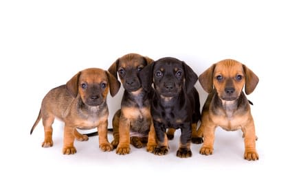 Sevrage des chiots : procédez en douceur