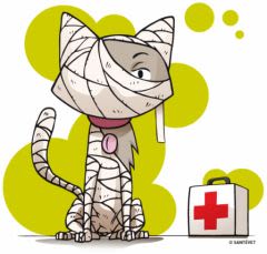Soignez vous-même les petits bobos de votre chat