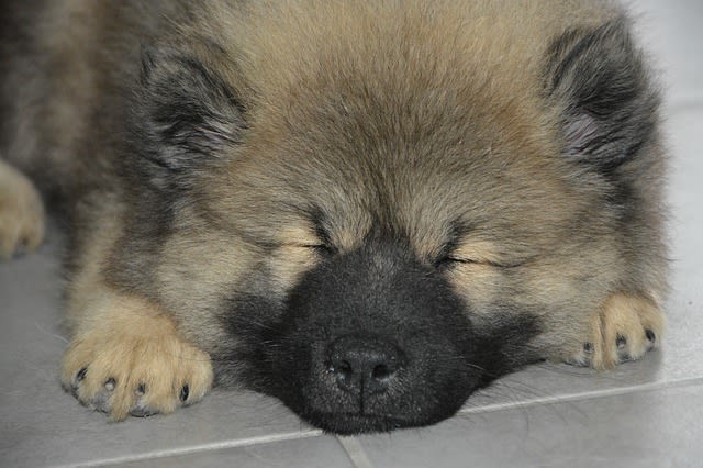 Ne perturbez pas le sommeil de votre chien !
