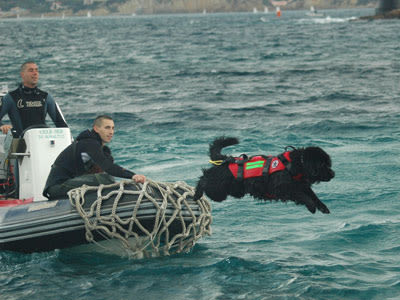 Chiens sauveteurs aquatiques : assistez aux entraînements