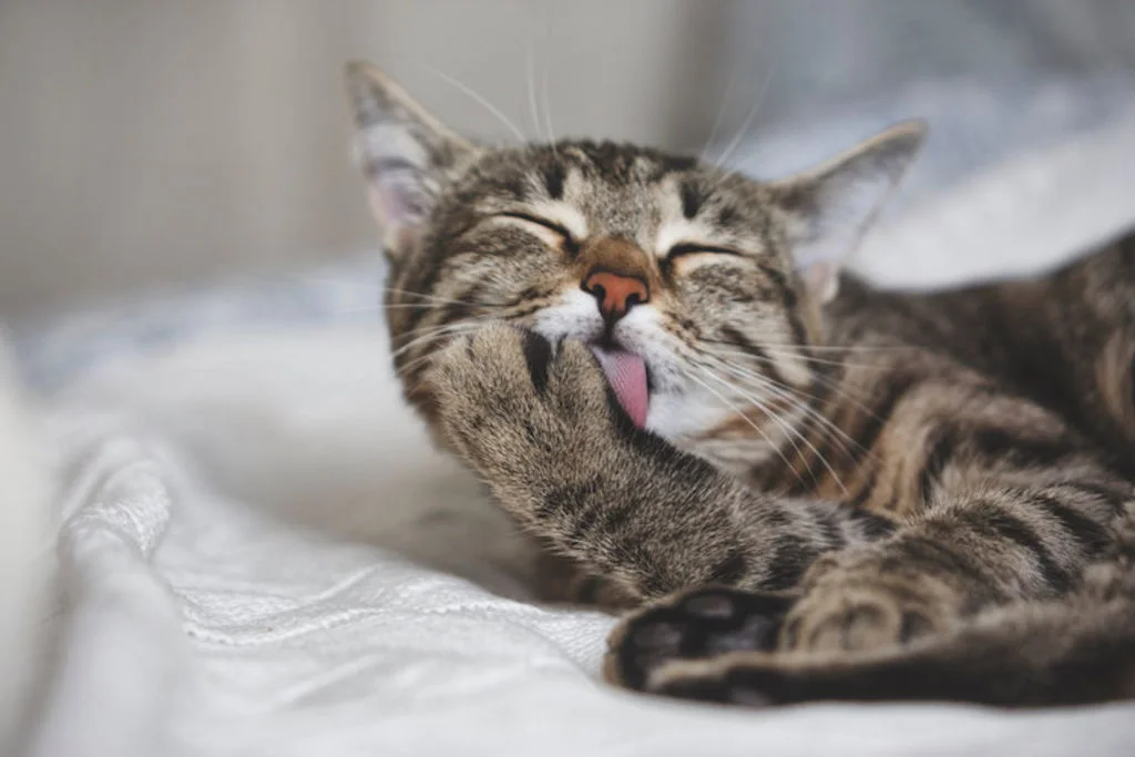 toilette_du_chat