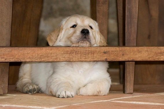Parvovirose : un vaccin pour protéger le chien