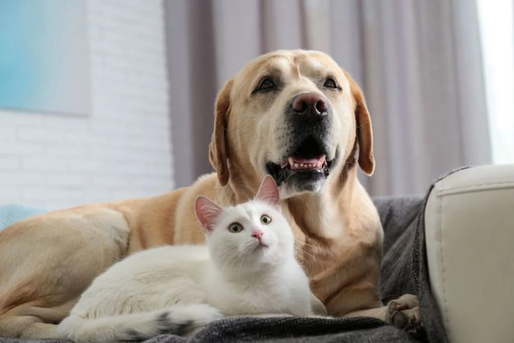 vermifuge_chat_et_chien