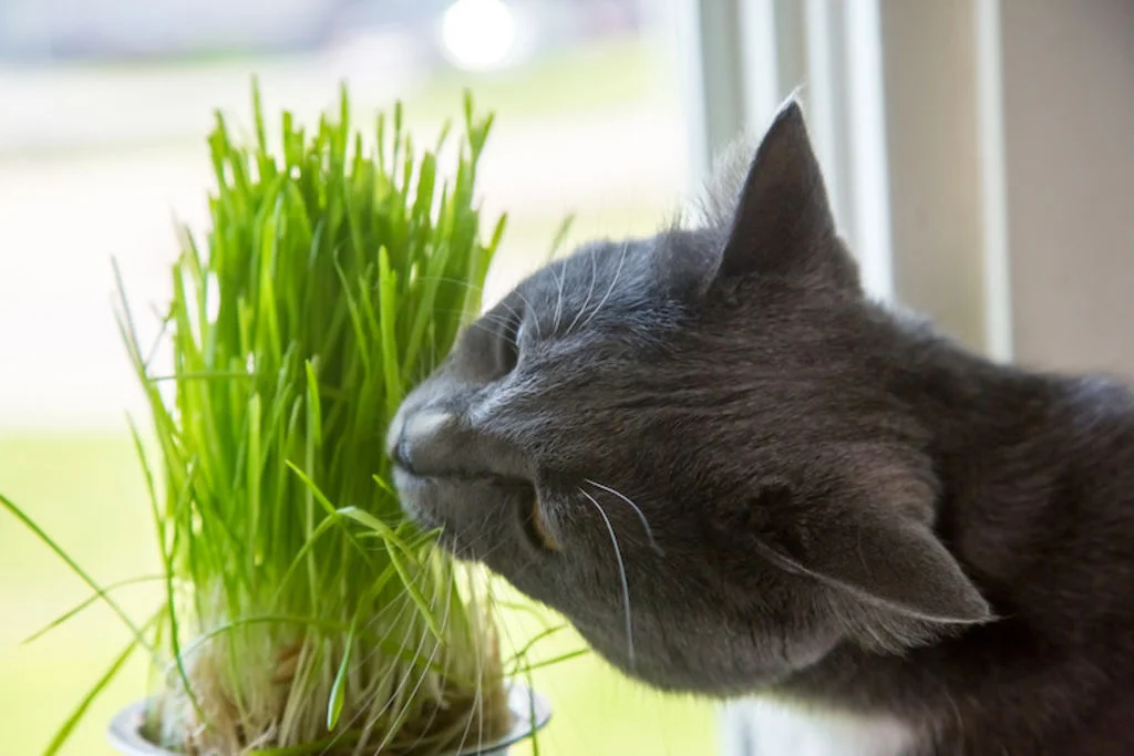 vers_intestinaux_purge_herbe-a-chat