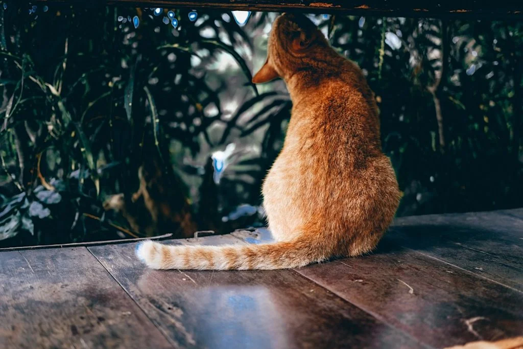 SV - chat de dos 