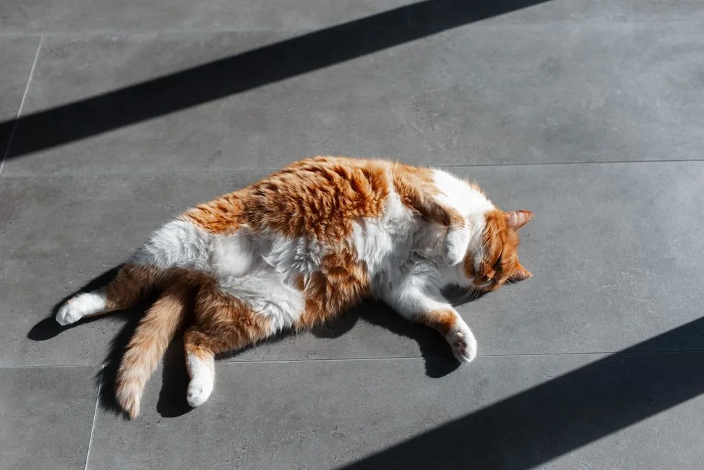 Sv - Chat allong&eacute; sur le sol