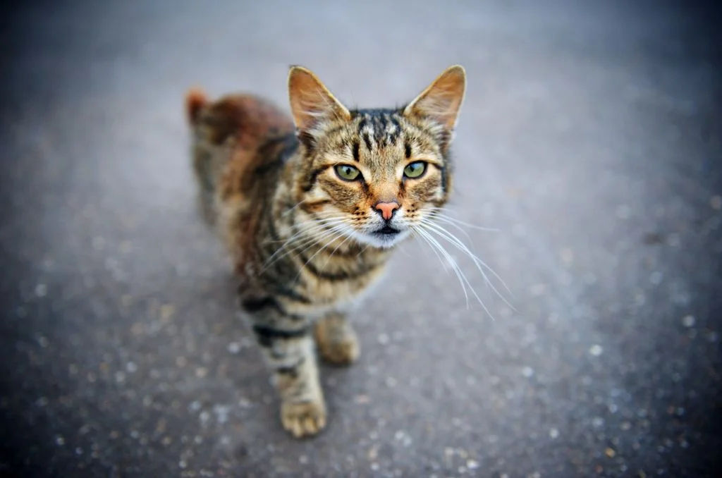 SV - t&ecirc;te de chat rapproch&eacute;e