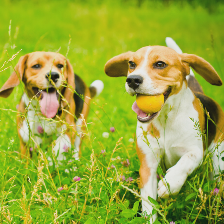 Cohabitation entre chiens : les bons réflexes à adopter