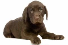 Développement du chien : des règles essentielles à suivre