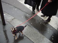 Apprendre le réflexe « caniveau » à votre chien