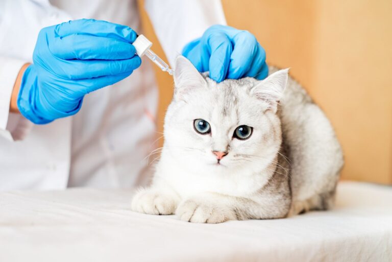 Parasites internes chez le chat : des vers à éliminer