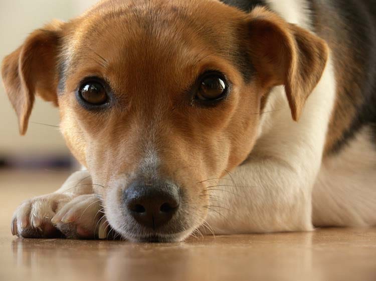 Chien croisé, bâtard corniaud : quelles différences ?