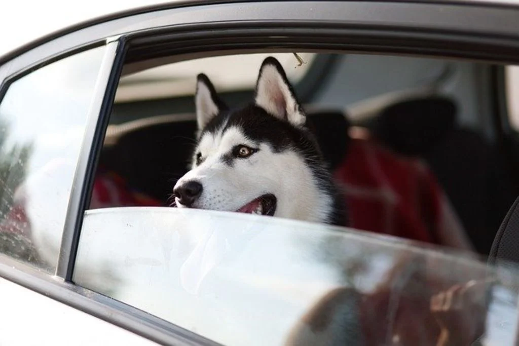 chien en voiture