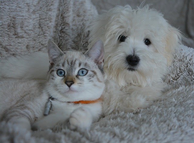 Un petit tranquillisant pour calmer mon chat ou mon chien ?