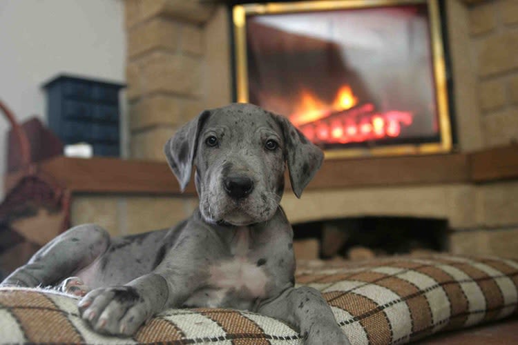 La socialisation du chiot, comment et pour quoi faire ?