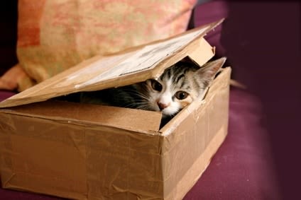 Déménagement : gérer le stress de votre chat