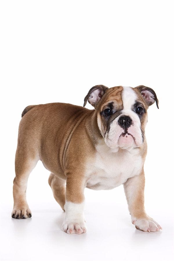 Pedigree pour chien : qu’est que le LOF ?