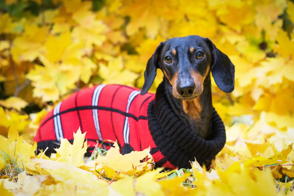 manteau_pour_chien_froid