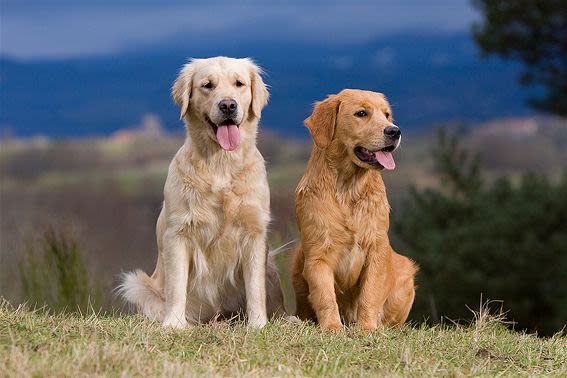 Alimentation et beauté du poil chez le chien et chat