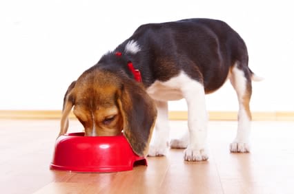 Viande ou poisson : que choisir pour son chien ?