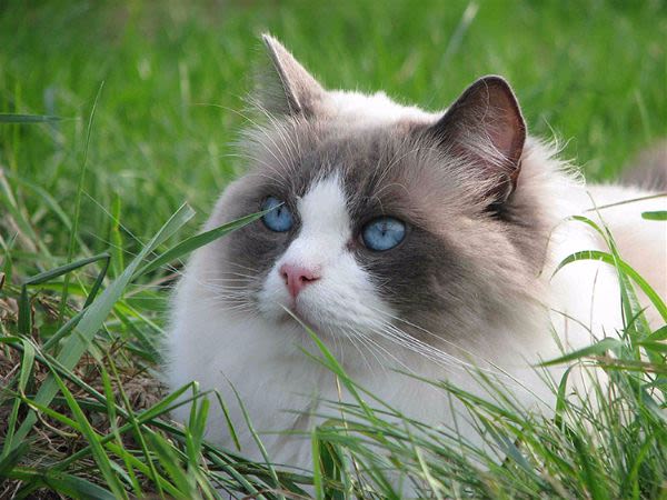 Ragdoll : un chat extra-terrestre !