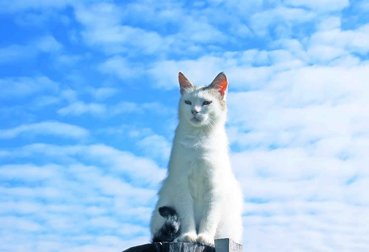Alimentation, accessoires… le chat n‘échappe pas au bio