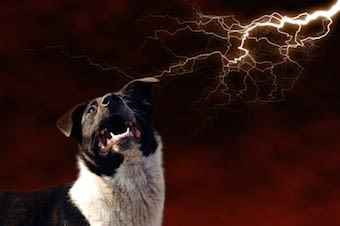 Pétards, orages… des peurs insurmontables pour le chien ?
