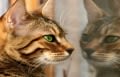 Le chat d’intérieur n’est pas à l’abri des risques