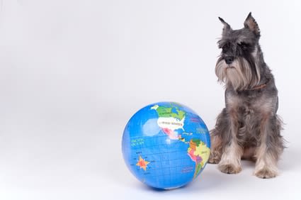 Pollution de la planète : chiens et chats en cause
