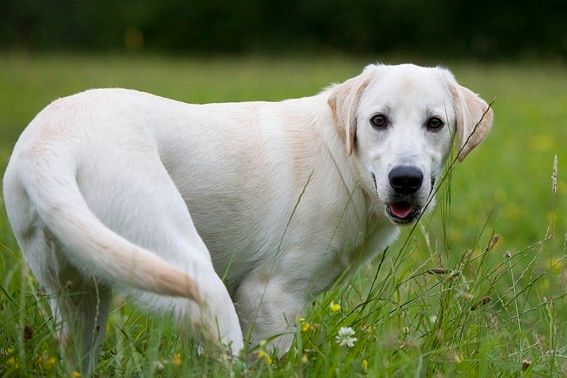 Pourquoi mon chien se mord la queue ?