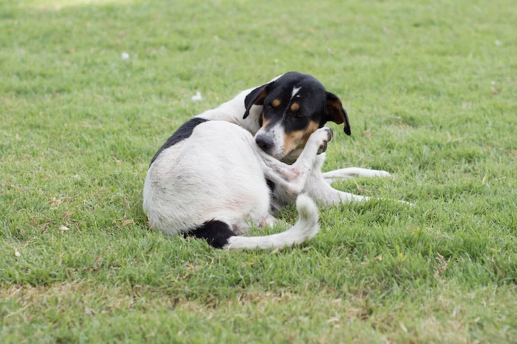 chien qui se mord puces