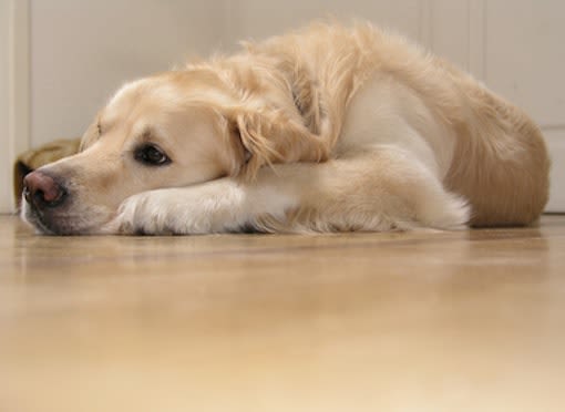 Chien sourd : gérer le handicap