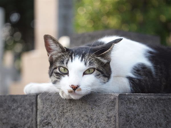 Un chat contaminé par la grippe A H1N1 en France