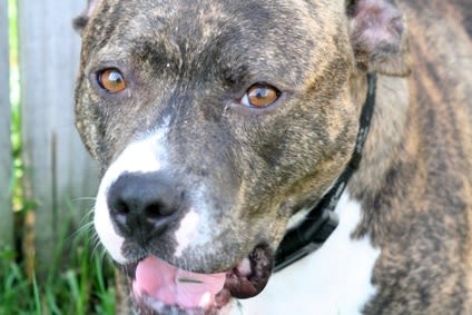 Permis pour chiens dits dangereux : être formateur ou s&rsquo;informer