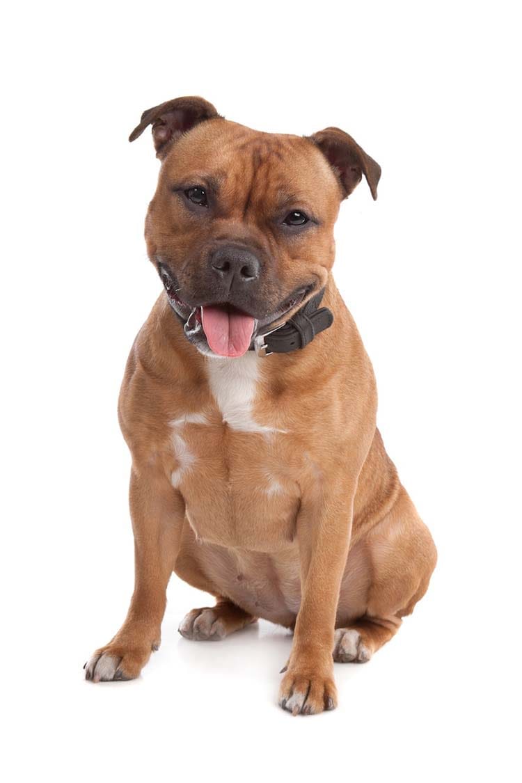 Staffie : 2 maladies héréditaires sous surveillance