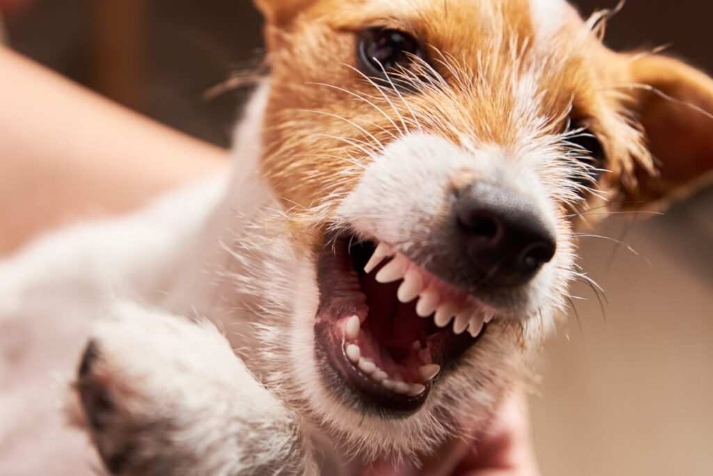 Chien agressif