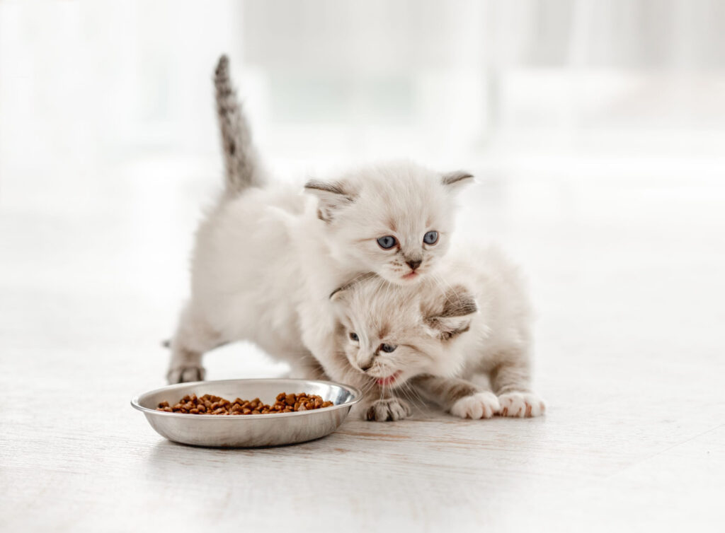 Chaton qui mange des croquettes