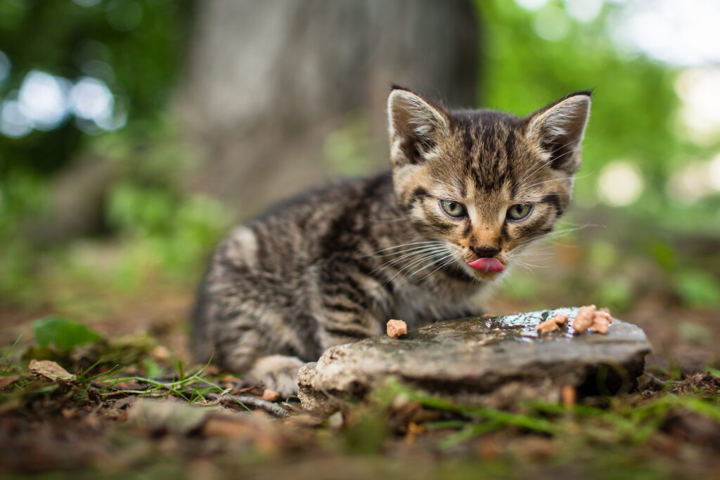 Alimentation maison chaton